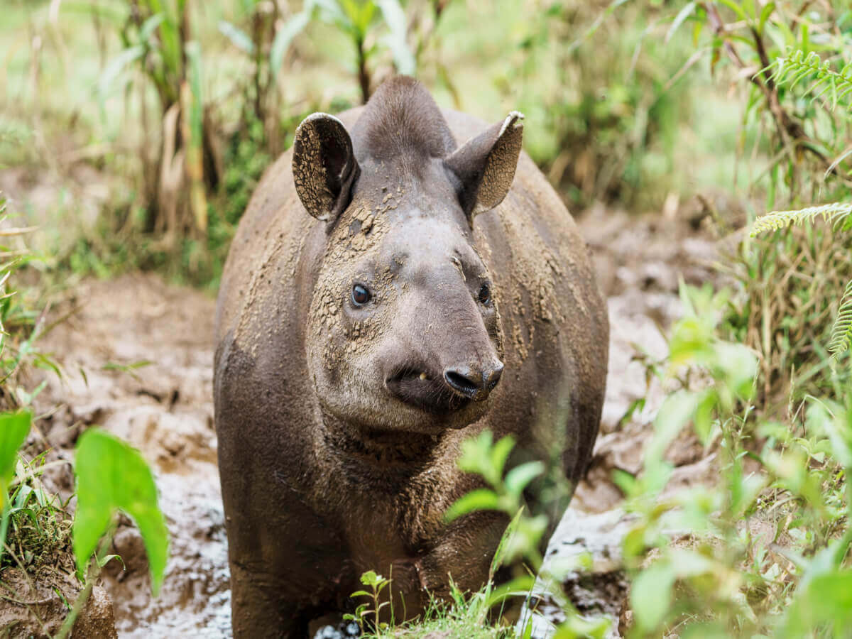 #SillaAmazonía Si la principal figura de conservación del siglo XX fue la declaratoria de parques naturales, en este siglo son los corredores ecológicos, que es la manera de evitar que esos parques se conviertan en “islas” de conservación en medio de la deforestación.  Va 🧵