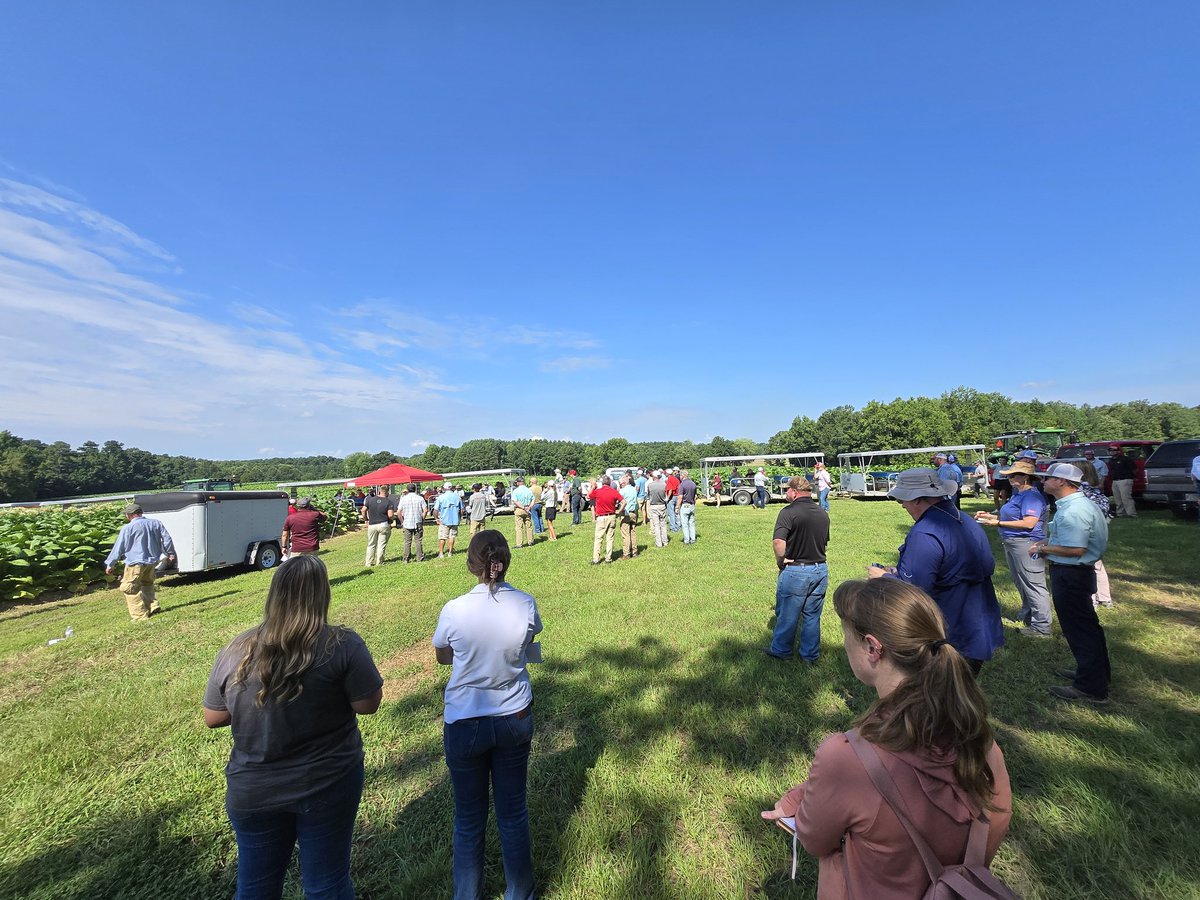 Today the Tobacco Field Day at the Oxford Research Station, hosted 100+ attendees and our Tobacco team (agronomist, breeder, plant pathologist, and entomologist) presented their work to growers, agents, and industry reps.