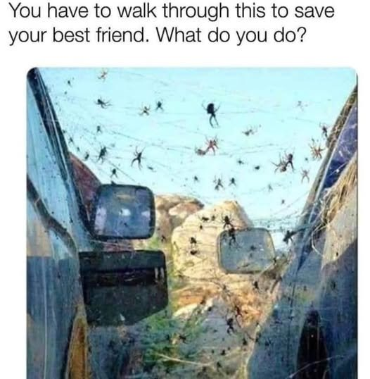 3DrakaiNa's tweet image. If anyone would stick around long enough to be a best friend, walk through it and collect the spiders to throw on them. 😆