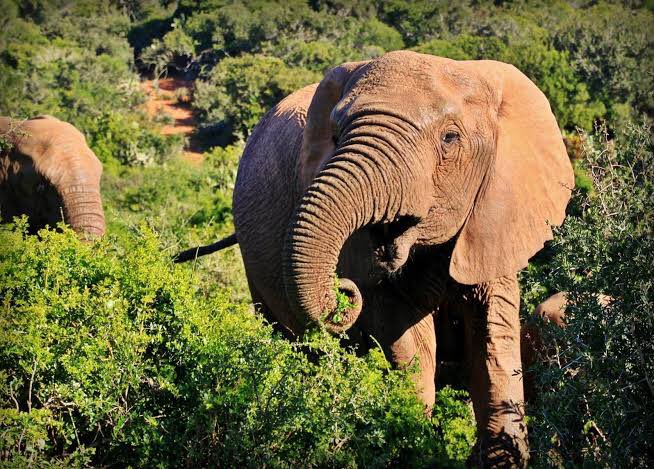 wrathofgnon's tweet image. Chinese wild elephants are a vital species in ecosystems: "Researchers found that compared with areas without Asian elephants, areas with Asian elephants exhibited stronger mammal co-occurrence networks, showing more complex and resilient ecological interactions. They also found…