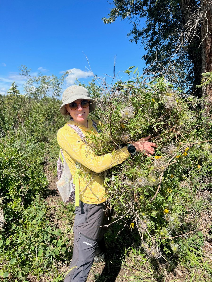 Removing Yellow Clematis from the Weaselhead!
These vines grow rapidly either along the ground or will climb and cover other shrubs/trees, which is why we want them gone!
Learn more about our invasive plant program here:
theweaselhead.com/invasive-plant…
