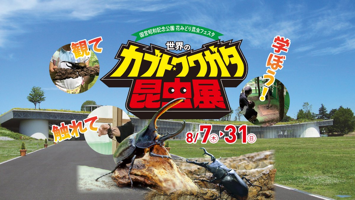 imatama01's tweet image. 【🎪イマタマ掲載イベントを紹介🎪】

🐛世界のカブト・クワガタが大集合！
8/7-31、国営昭和記念公園で『花みどり昆虫フェスタ 世界のカブト・クワガタ昆虫展』開催✨
ヘラクレスオオカブトとの撮影！夏休みの自由研究にも🦋

▶︎[imatama.jp/article/news/k…]

#立川市
#イマタマ