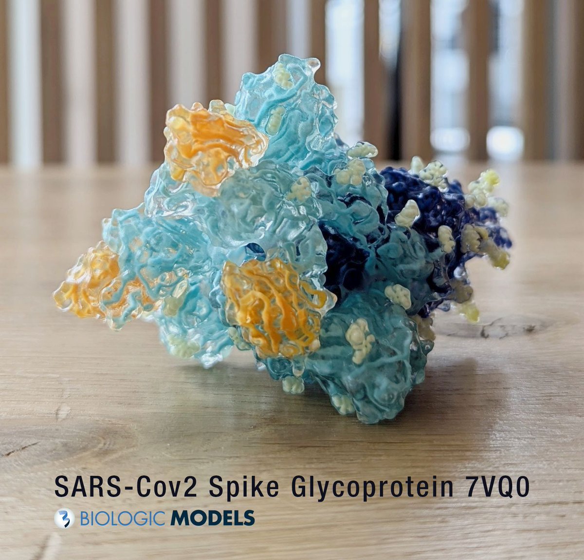 BiologicModels's tweet image. I love how these hybrid models turn out. This is a 3D print of Neutralizing Nanobodies bound to the #SARS-CoV2 #Spike Glycoprotein #Omicron variant. This hybrid #3DPrint combines the ribbon interior with its volumetric surface. Sumbit a 3D print request at buff.ly/u0ml0cB