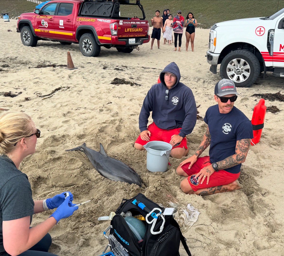 LACoLifeguards's tweet image. This afternoon at Torrance Beach, @lacolifeguards responded to a stranded juvenile dolphin. Upon arrival, lifeguards assessed the situation and took immediate action to help stabilize the dolphin, keeping it hydrated, and ensure it was properly transferred to @MMCCLA (1/2)