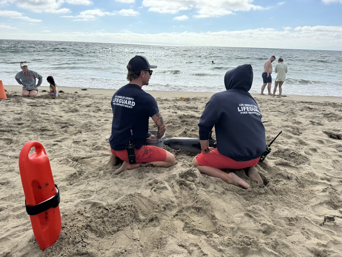 LACoLifeguards's tweet image. This afternoon at Torrance Beach, @lacolifeguards responded to a stranded juvenile dolphin. Upon arrival, lifeguards assessed the situation and took immediate action to help stabilize the dolphin, keeping it hydrated, and ensure it was properly transferred to @MMCCLA (1/2)