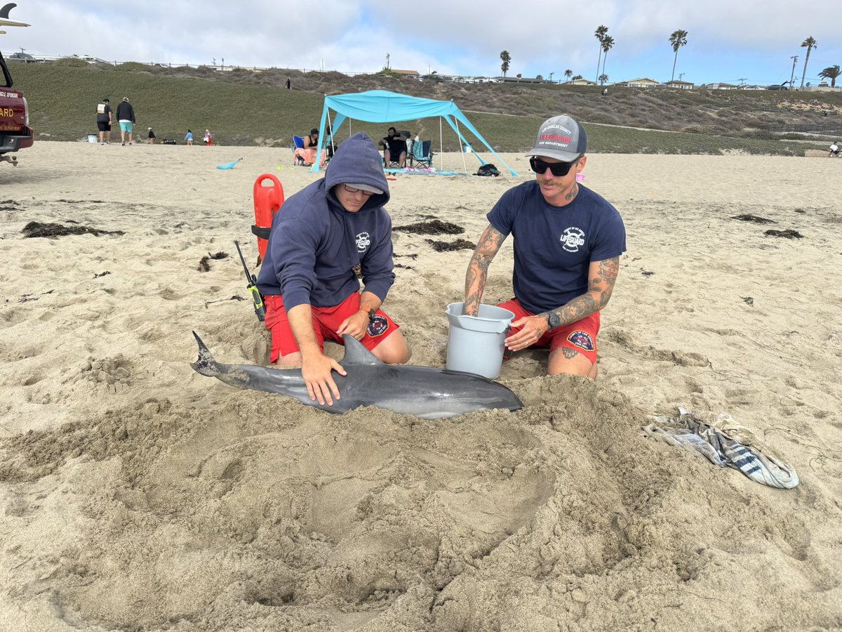 LACoLifeguards's tweet image. This afternoon at Torrance Beach, @lacolifeguards responded to a stranded juvenile dolphin. Upon arrival, lifeguards assessed the situation and took immediate action to help stabilize the dolphin, keeping it hydrated, and ensure it was properly transferred to @MMCCLA (1/2)
