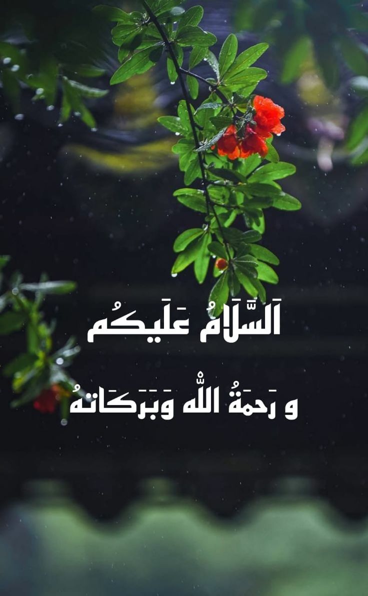 السلام علیکم ورحمتہ اللہ وبرکاتہ 
صبح بخیر 
اللہ ہم سب پہ ہمیشہ اپنی رحمتوں کے دروازے کھلے رکھے امین یا رب العالمین
