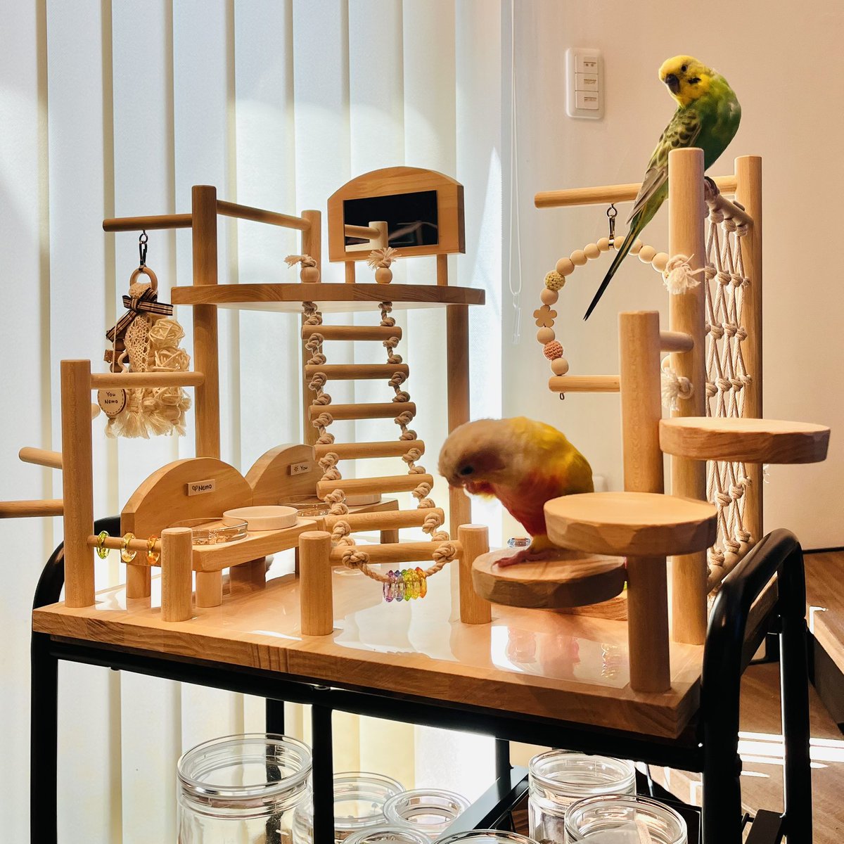n_y_parakeet's tweet image. さすがユウさん、目の前で組み立て中から「それ僕の遊び場だよね!?早く出して!!早く遊びたい!!」て感じでケージ張り付きで見てただけあって早速アスレチック中うろうろしてくれてる笑
ネモは手で連れてったら一瞬捕まってくれたけど、まだ怖いみたいw
ゆっくりでいいんだよー!