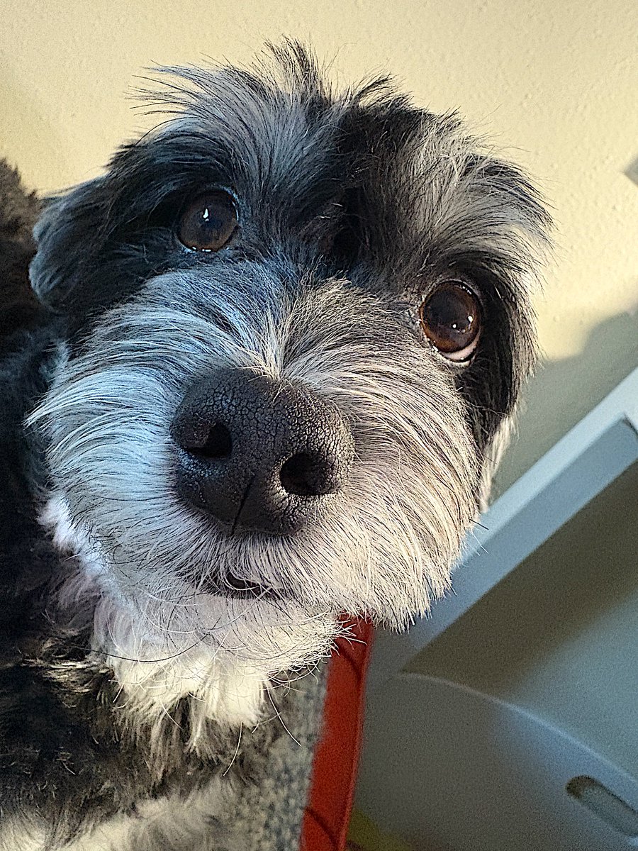 jackyhavanese's tweet image. Good night my lovelies! Wishing you all pleasant dreams. I appear to have mislaid my ears.