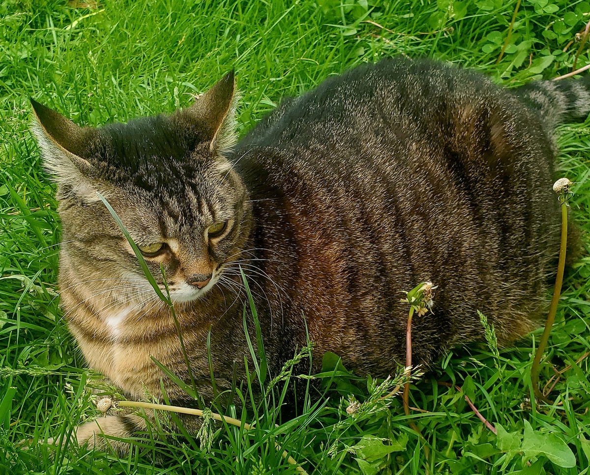 BM1531's tweet image. Tiger is totally bummed cause there&apos;s no more dandelions to chomp on