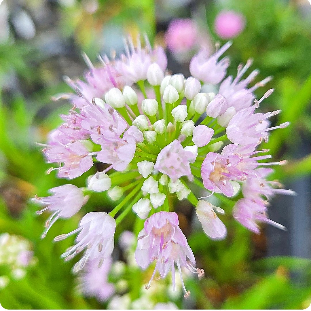 engeinet's tweet image. 最新品種「アリウム・サマービューティ」が咲き始めました🌸手毬のような優しいピンクの花が魅力ですよ~✨草丈は約60cmでコンパクト。花期も長く、夏の庭を彩ってくれます🌿お庭にぜひお迎えしてみてくださいね♪H
engei.net/products/detai…