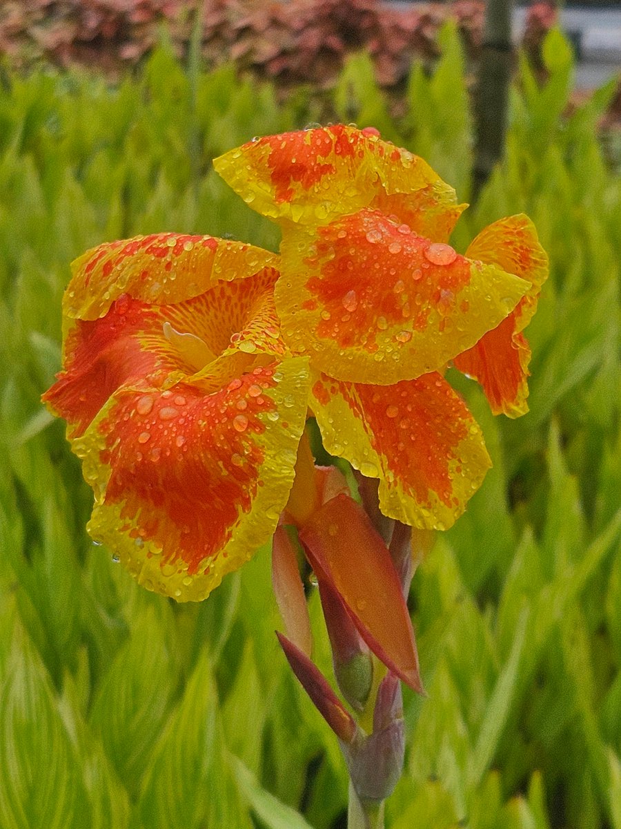 yoursarijit's tweet image. Good morning friends. Have a wonderful wednesday..
#GoodMorningXFriends #goodmorningwednesday #GoodMorningX #arijitlens #FlowersOnX #theme_pic_India_flowers