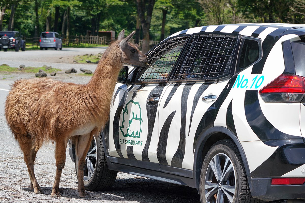fuji_safari1980's tweet image. \動物に大接近!ナビゲーションカー/
マイカー見学では入ることができない「オフロード」を走行したり、キリンやラマ、ムフロンなどの草食動物へのエサあげ体験も!!
マイカーとは異なる、特別な体験をお楽しみください 🚙
ナビゲーションカーについて
fujisafari.co.jp/tour-safari/na…