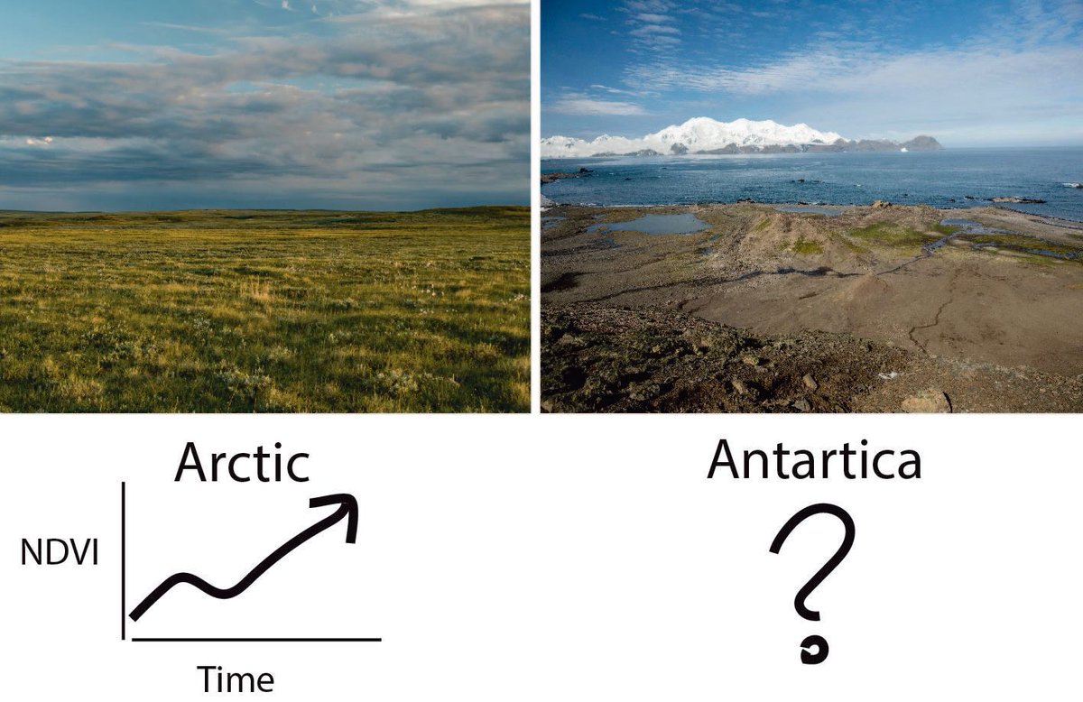 GlobalChangeBio's tweet image. INVITED OPINION
Is Antarctica Greening? 

🔗 buff.ly/4b6XPqd
