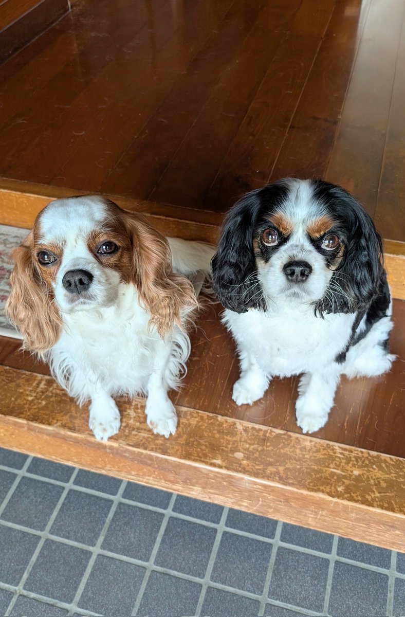 ついさっきまで、お昼寝していたのに
ママが出かけると察して、
玄関までついてくる🐶ふたり
出ていく時のチョコちゃんの悲しそうな表情といったら🥺