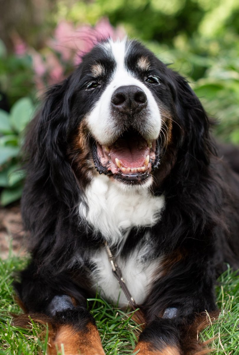 The Berner Bunch tweet media