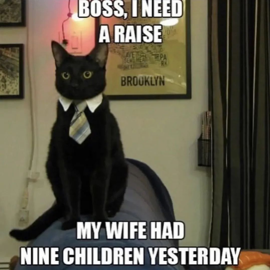 Black cats are not bad luck (@visualscat) on Twitter photo 
