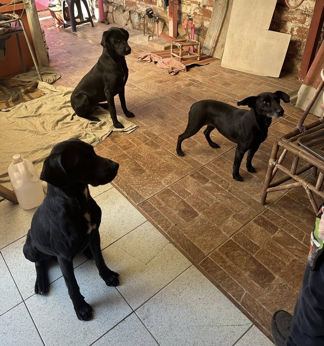 eltuitdemarsh's tweet image. Urgente! 4 perritos viven con una adulta mayor con problemas físicos y psicológicos. Están muy estresados en un espacio muy reducido y ella está pensando en hacerlos dormir porque teme que la ataquen cuando intenta separarlos. Si deseas salvarlos, llama al +56972601710.
#Quilpué