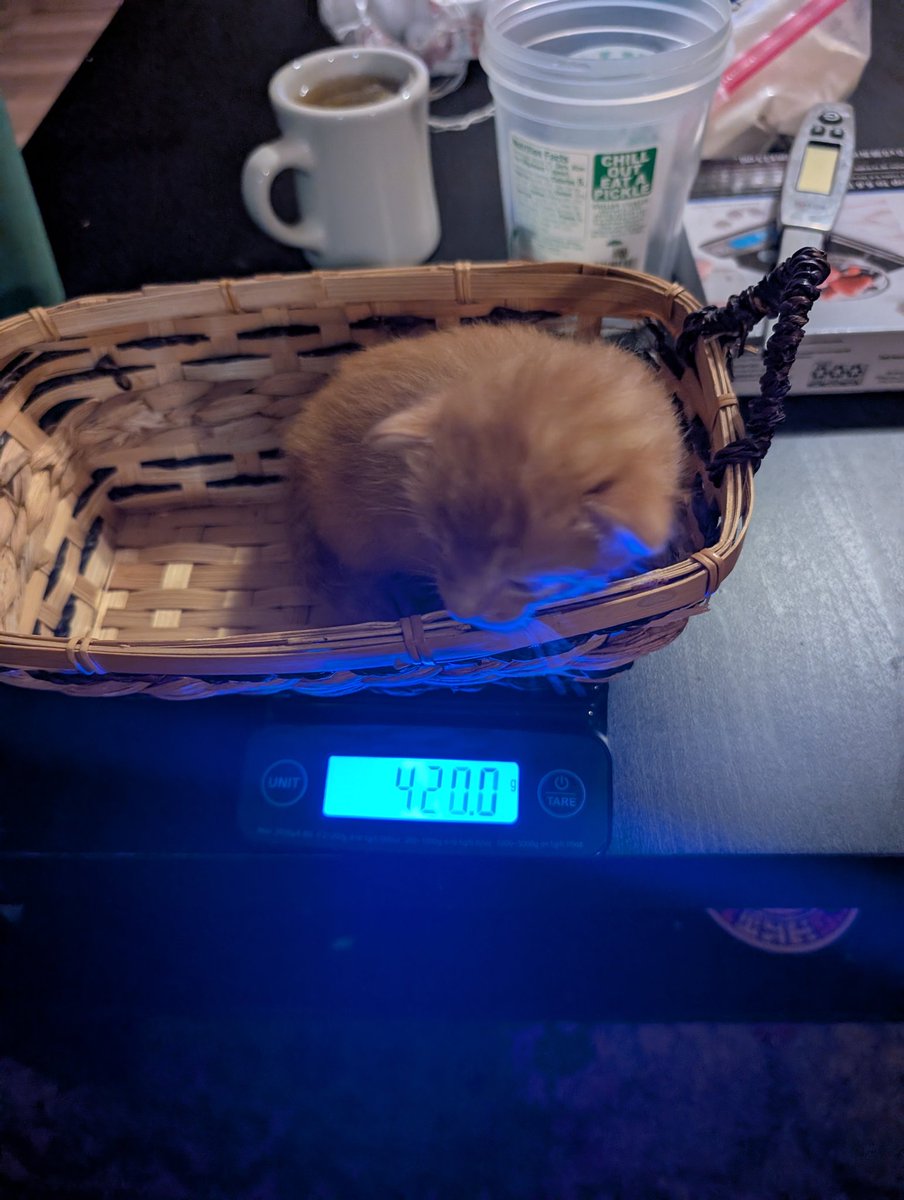 ecoterrorist420's tweet image. Corn Flake update for one brief beautiful moment he weighed 420.0 grams