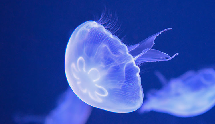 codenameDOCTOR's tweet image. I thought she was supposed to be a dove, not a jellyfish