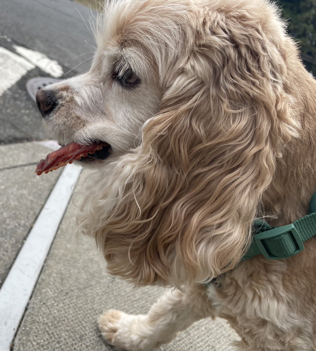 ratsnotagain's tweet image. guy at the pet store gave him a treat and he walked with it in his mouth the whole way home 😭 never seen him so proud and determined