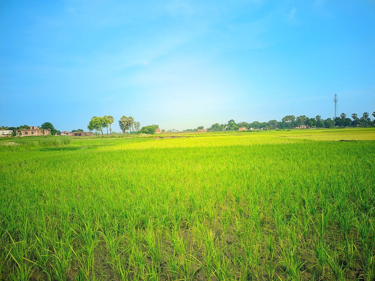 Rinkiyadav04's tweet image. बेशक इंसान अब चाँद-सितारें छूने लगा है, परन्तु फसल आज भी जमीन पर उगती है।
सुप्रभात 🌿🌾