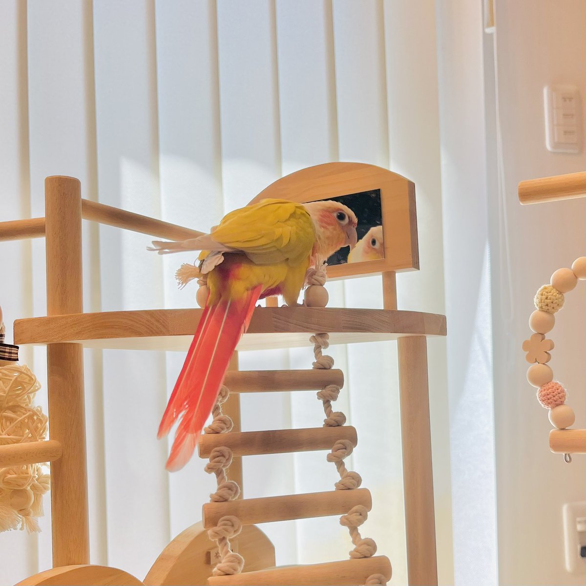 n_y_parakeet's tweet image. ポケモンZAが出るまでに届いて慣れてくれたら良いなと思ってたけど(ここで遊んでくれるならゲーム中も放鳥できるので)
それまで興味が持つのか?というくらい今日で遊び倒してくれてるなw
楽しいの?よかったね💕