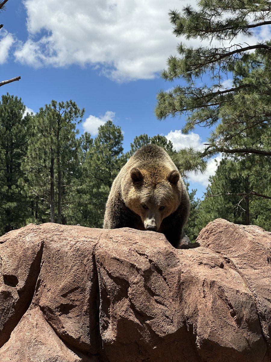 RobbBrunansky's tweet image. Fantastic day at Bearizona today with the family. The grizzlies were into it. God’s works are incredible!