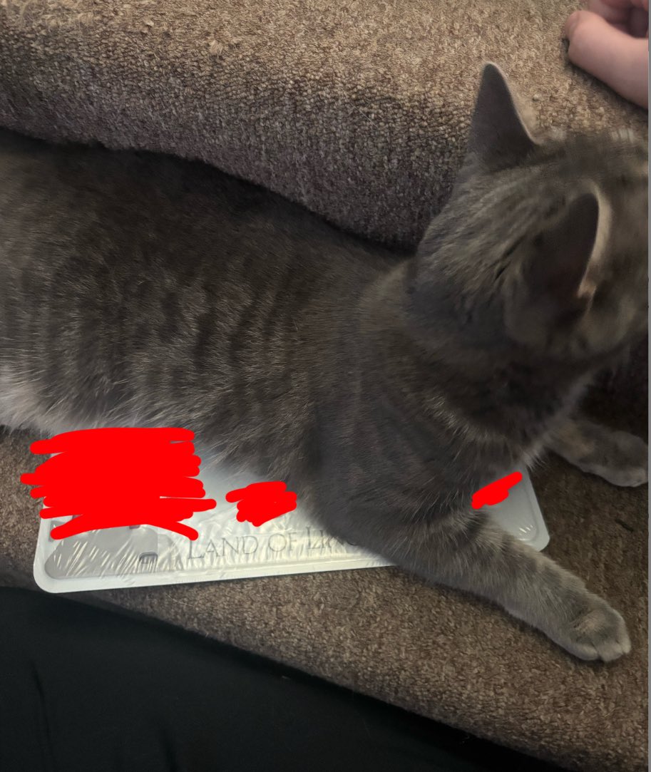 Imhereiguess__'s tweet image. Dumbass cat is on my license plates