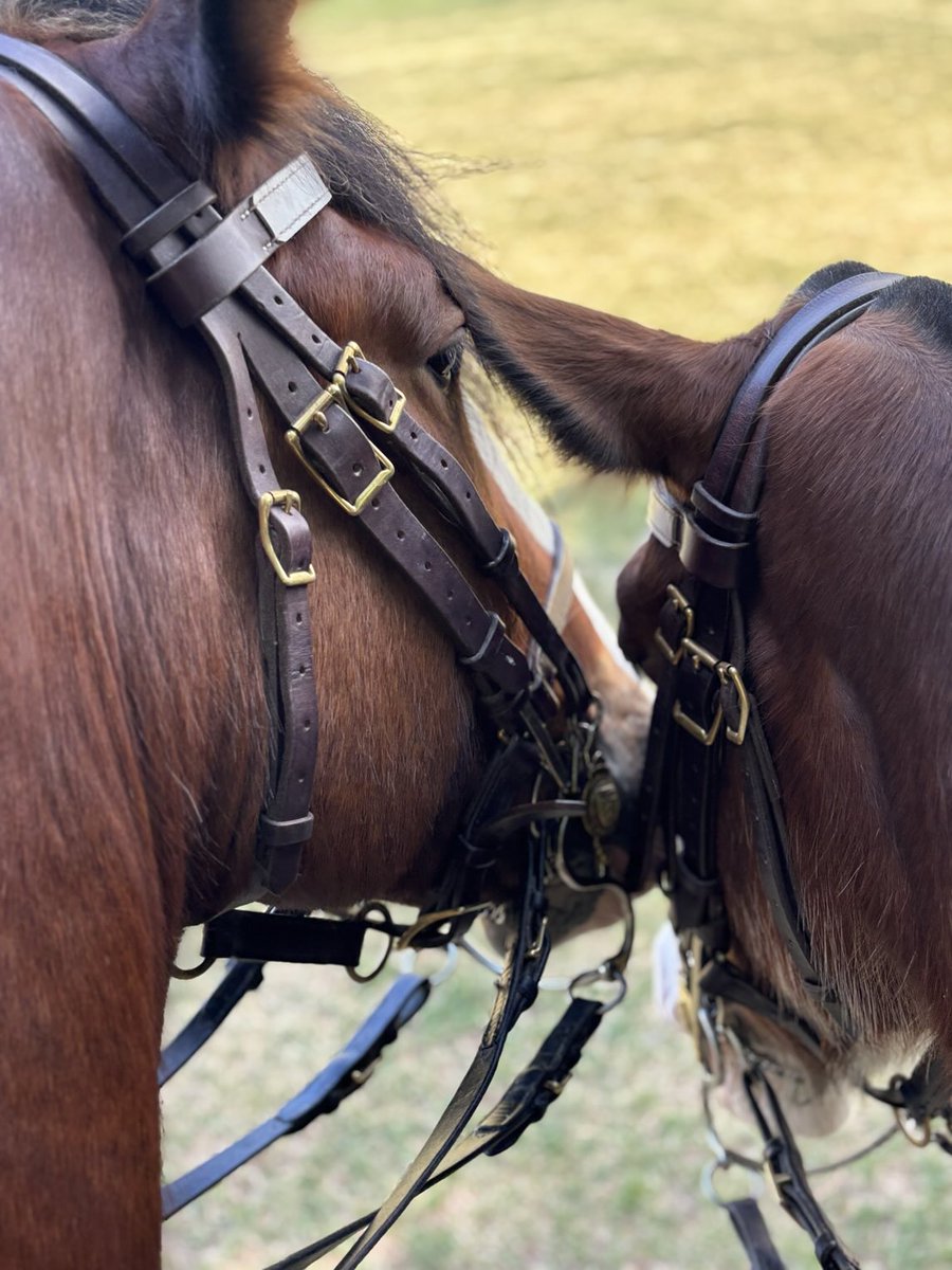 TPSMounted's tweet image. Two good boys. #PHCelano and #PHYork had a very busy work week and performed their duties with kindness and confidence. #policehorse #mounted #gentlegiants #busy #summer