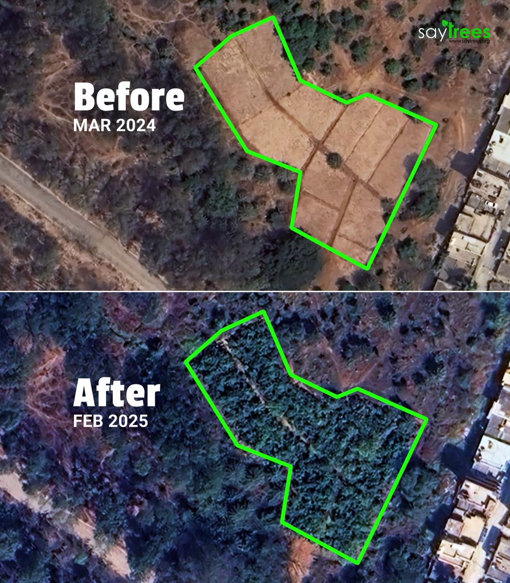 kapil_saytrees's tweet image. 10,000+ saplings
11 months
Bangalore University Campus. 💚
This urban dense forest created hy @saytrees_ind in the Bangalore University, Bangalore, Karnataka, will being cleaner air, cooler surroundings and restored biodiversity in the city. We believe we can create enough such…