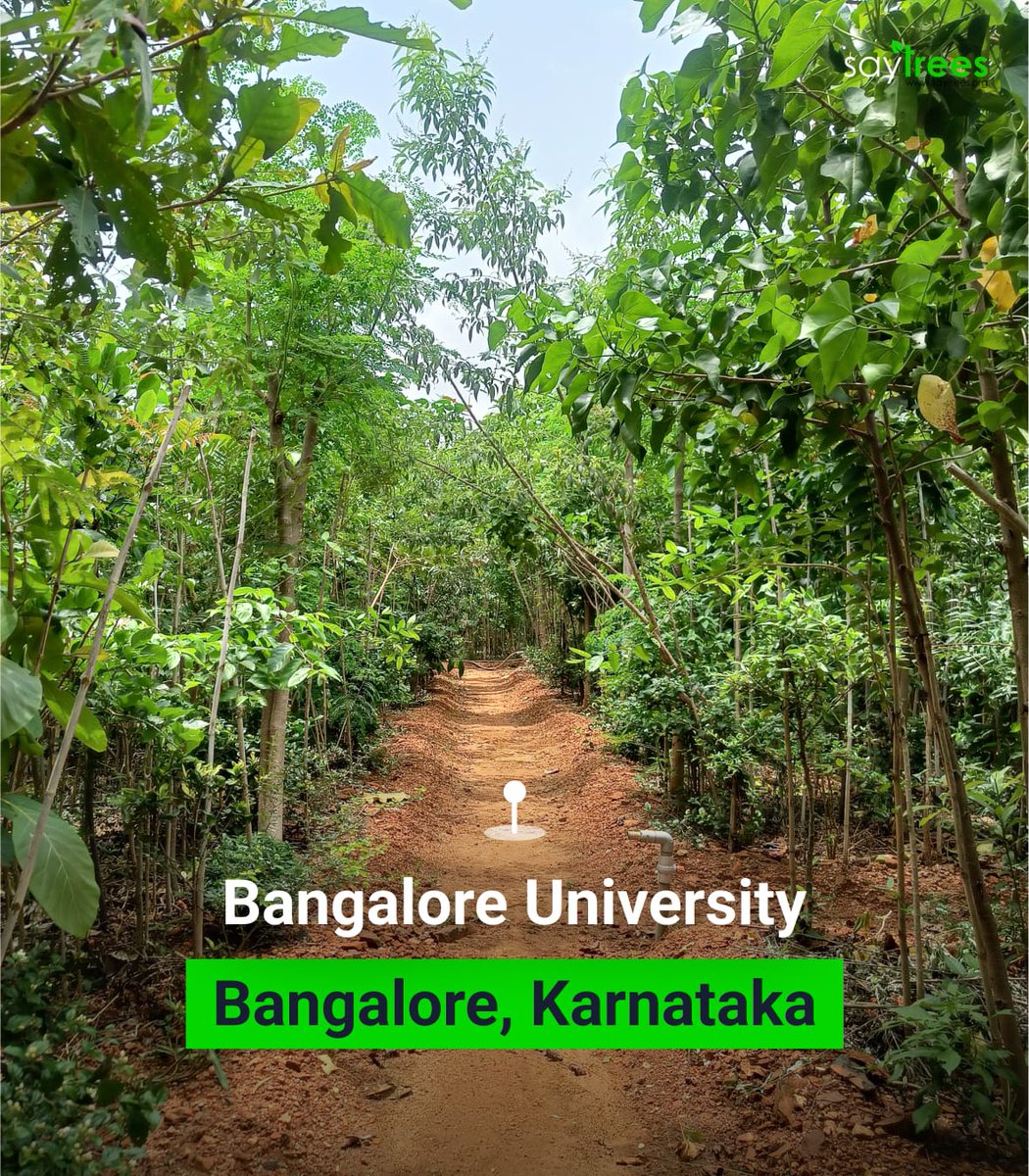 kapil_saytrees's tweet image. 10,000+ saplings
11 months
Bangalore University Campus. 💚
This urban dense forest created hy @saytrees_ind in the Bangalore University, Bangalore, Karnataka, will being cleaner air, cooler surroundings and restored biodiversity in the city. We believe we can create enough such…