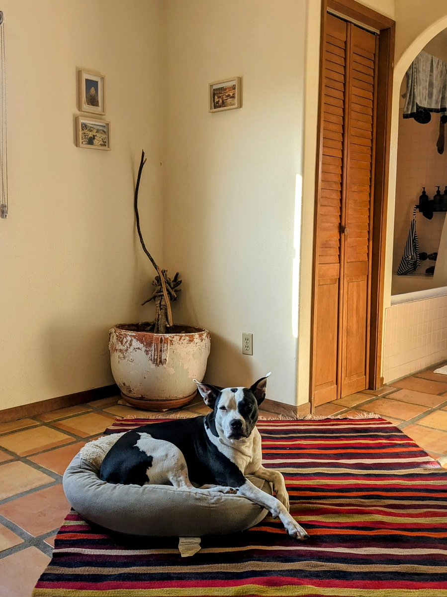 existandchill's tweet image. #pittpettuesday - my little pig in the desert last week