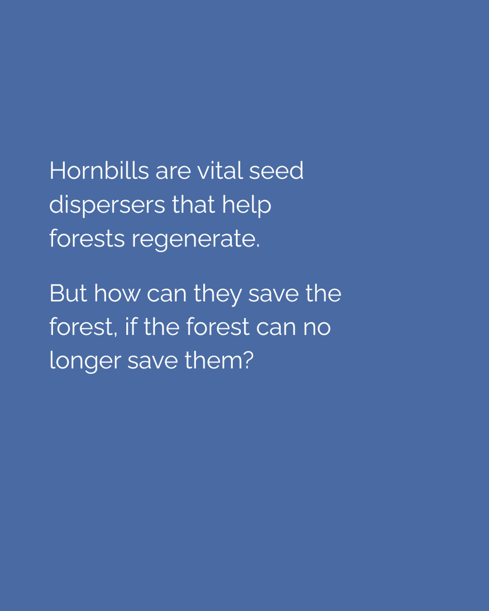 🌳 One tree can mean everything to a hornbill. But that tree can disappear in just a few hours. Hornbills help forests grow, but they need the forest to survive too.

📲 Swipe through to see why old trees matter for their future.

#IUCNHornbills #ForestForLife #HornbillGuardian