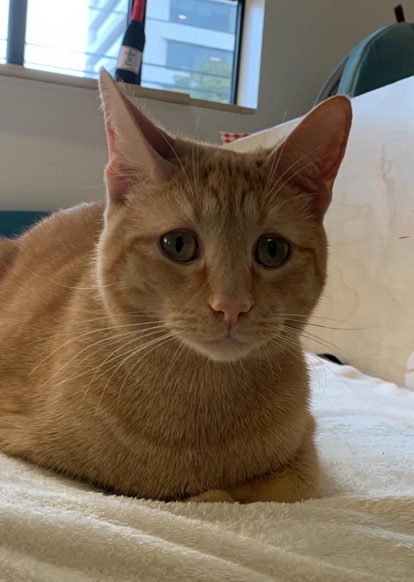 catshealdeprsn's tweet image. I went to an adoptable cat cafe and this cat looked so concerned