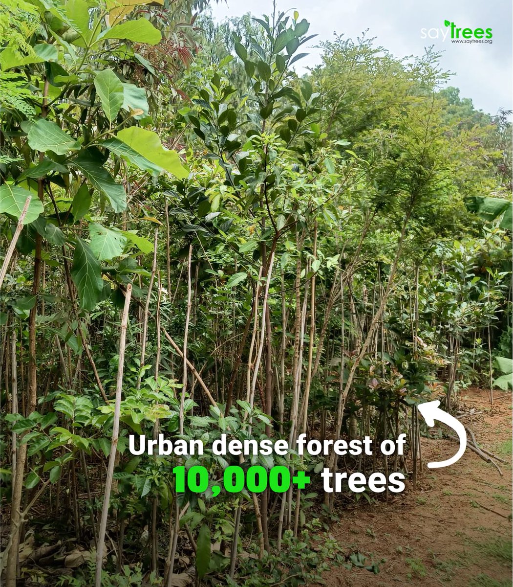 kapil_saytrees's tweet image. 10,000+ saplings
11 months
Bangalore University Campus. 💚
This urban dense forest created hy @saytrees_ind in the Bangalore University, Bangalore, Karnataka, will being cleaner air, cooler surroundings and restored biodiversity in the city. We believe we can create enough such…