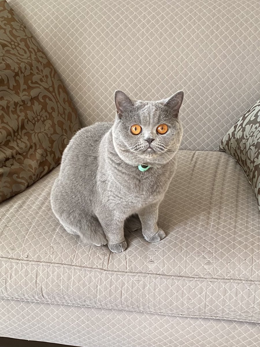 Savoy , ummm we still waiting for some tuna 🐟 yesh the service around here is getting a big 👎 
#TunaTuesday #CatsOnTwitter #CatsOfTwitter