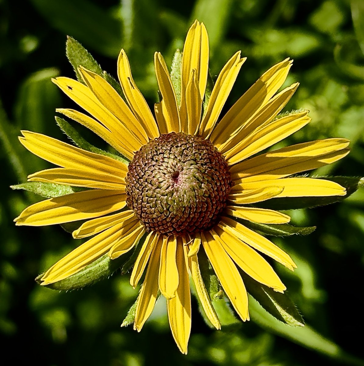 TimHundley4All's tweet image. Coneflower, during the Menโs Hike with the Twins this afternoon. Get outside! #takeahikephotography ๐โโ๏ธ๐ทโ๏ธ๐ค๐ผ๐๐ผ๐๐ผ Good night. Better tomorrows! ๐ค๐ผ๐ชซ๐บ๐ธ
