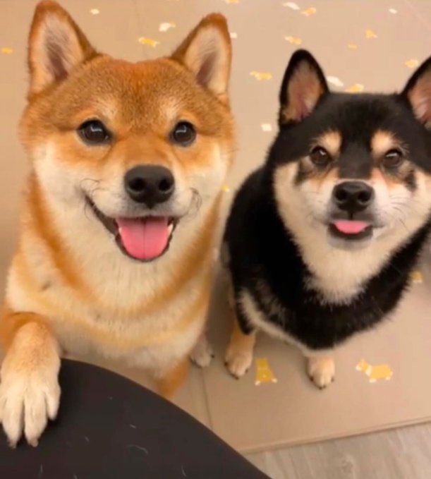 MrJurose's tweet photo. @SolportTom Did you see EGGROLL on bonk ? https://t.co/NCnLdsk3EJ
