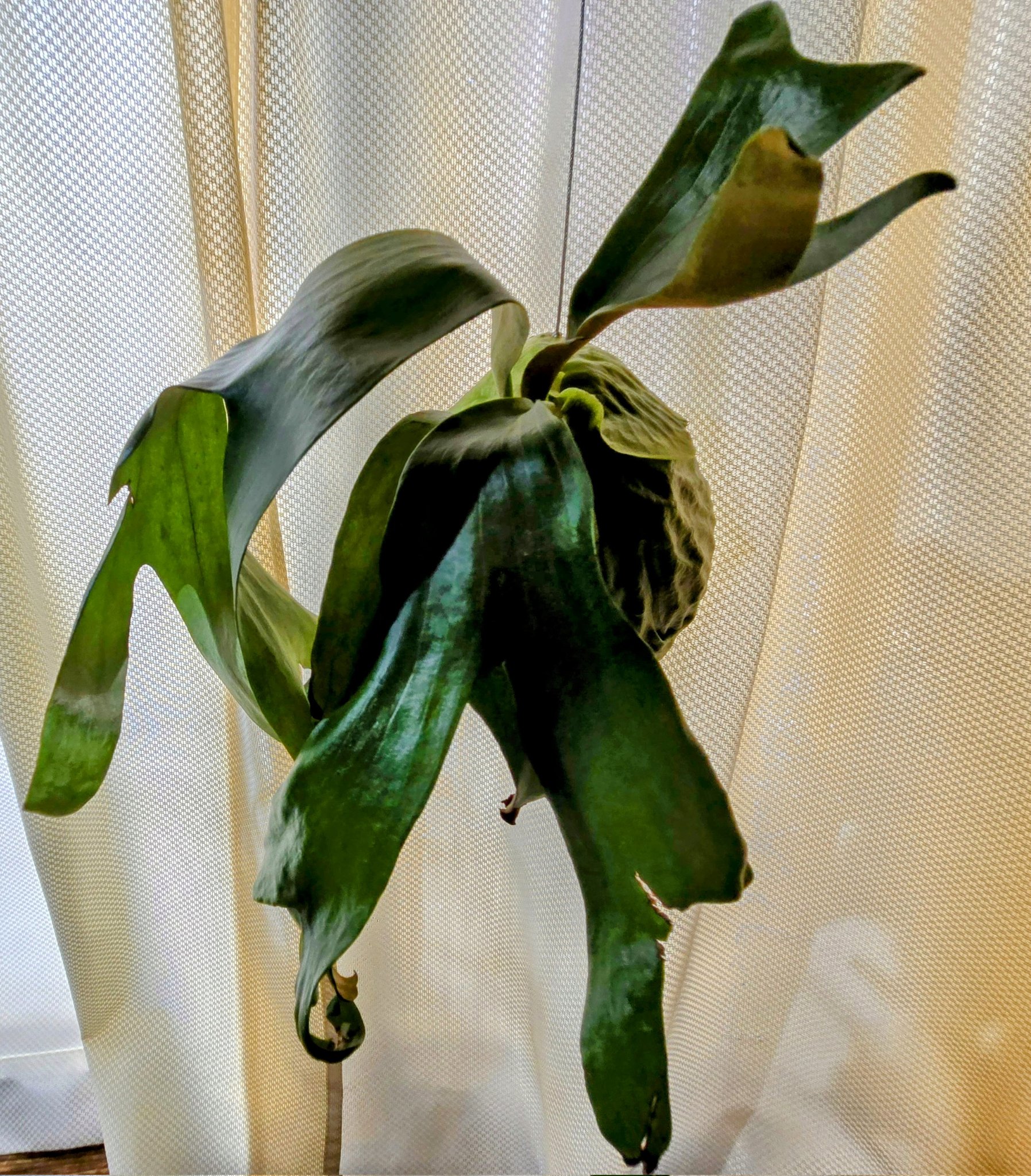 ビカクシダ、Aプラス nano③ペドロ①Shishi出品 ビカクシダ、Aプラス