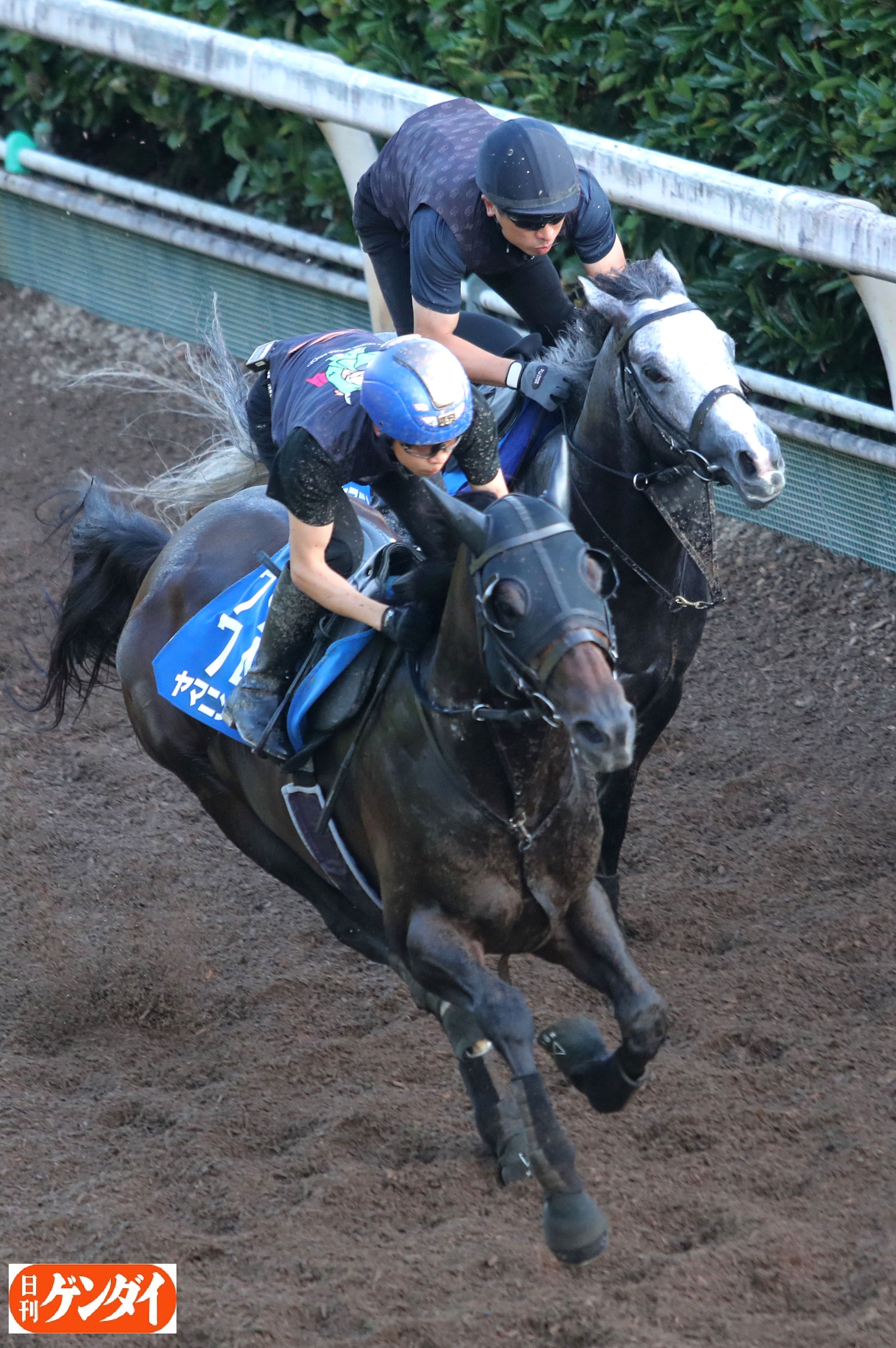 競馬写真⭐ヤマニンパラダイス（馬券） ヤマニンパラダイスが死亡、26歳 1994年のJRA賞最優秀3歳牝馬