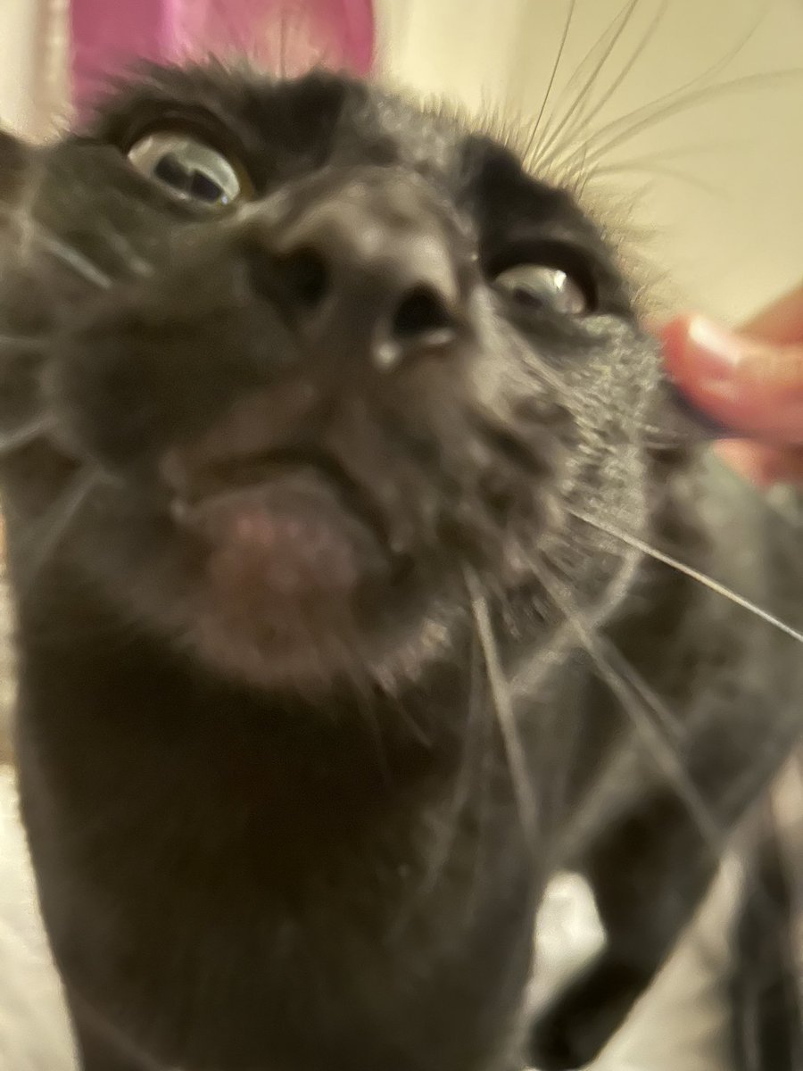 <a href="/oreoeocat/">oreo & monkey</a> Batmouth