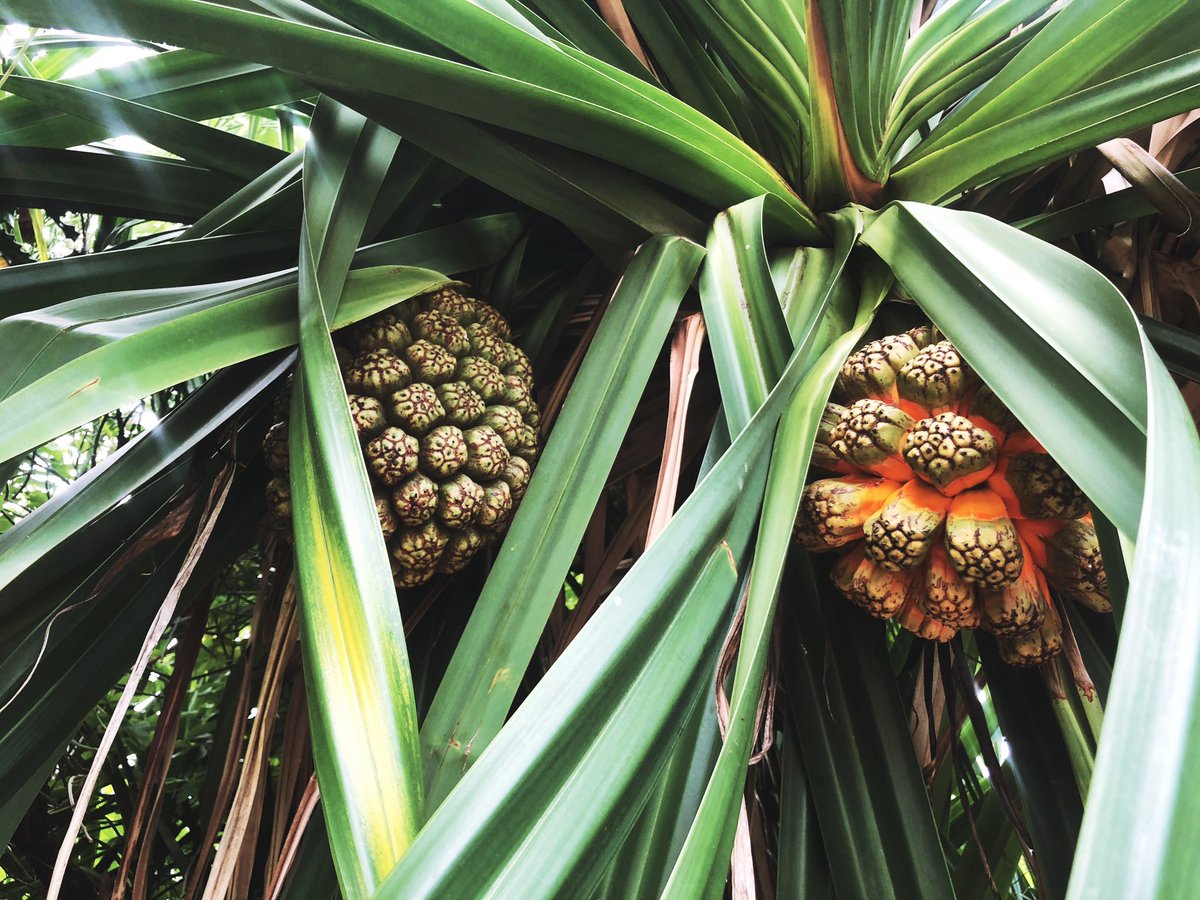 stann360's tweet image. I saw this growing in Priory. Do you know its name? Also, somebody (not me) want to know if it can eat.