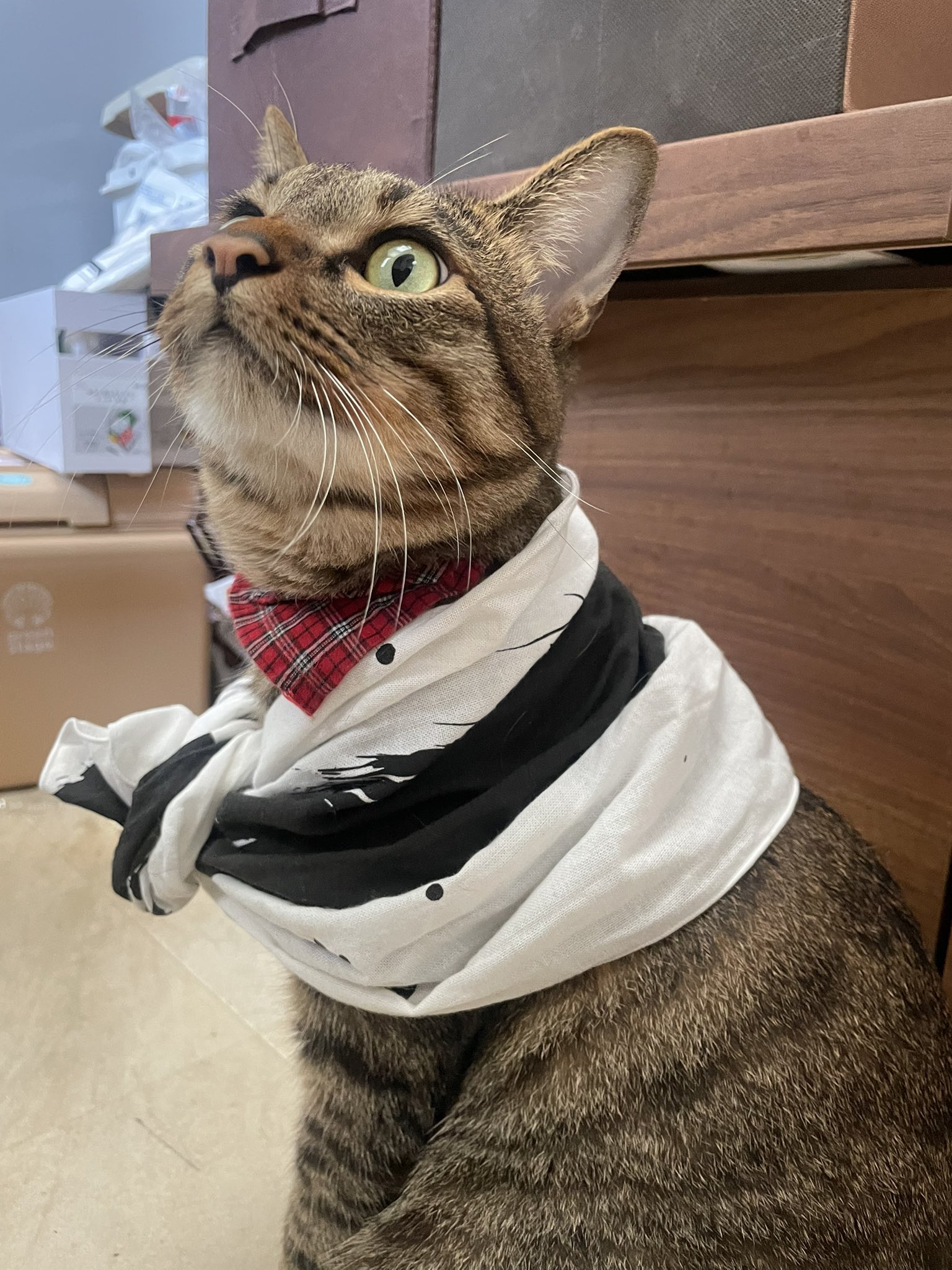 猫さん 黒神 on X: 