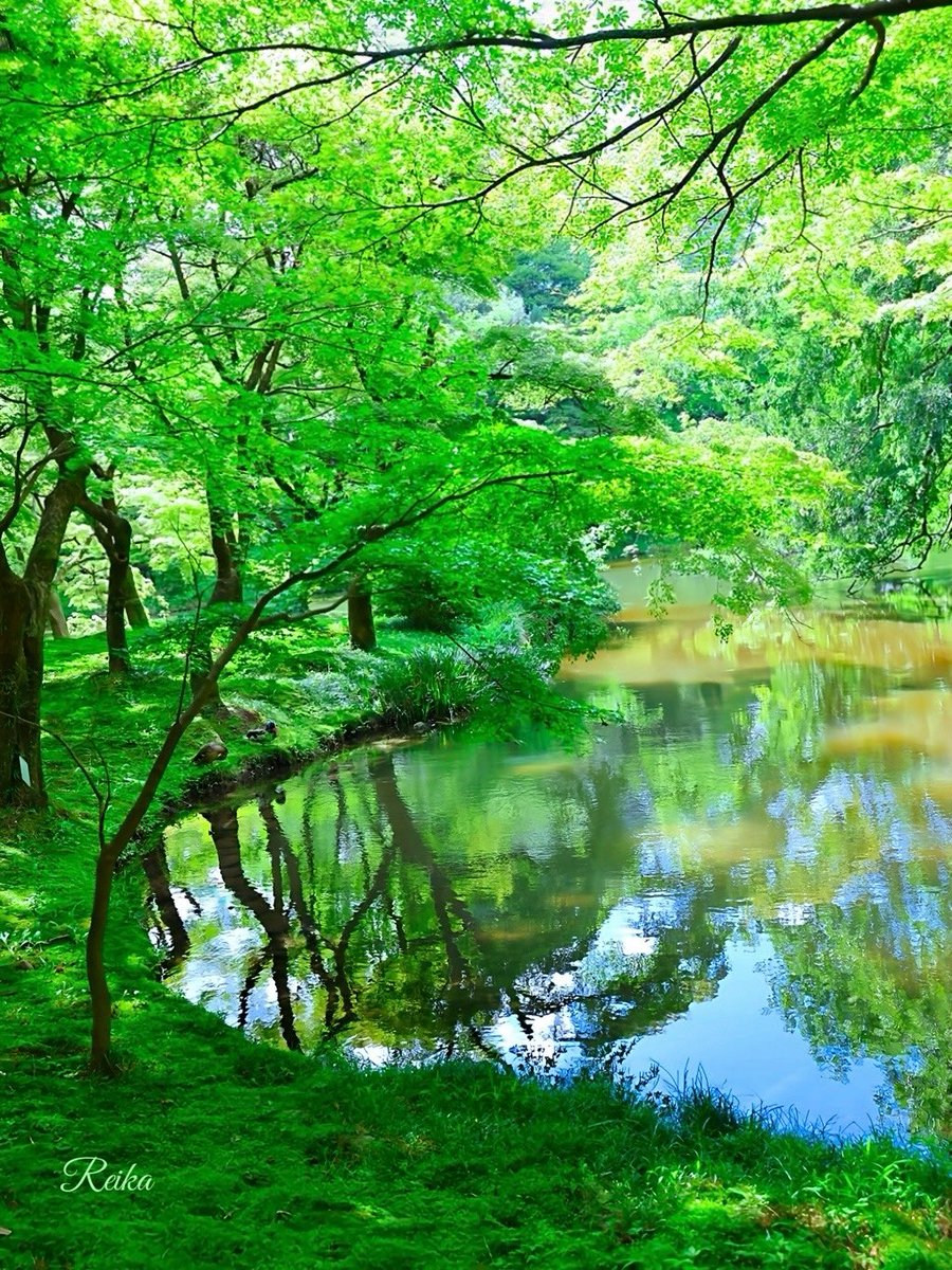 rotsurechiha's tweet image. 光射す水辺 〜京都府立植物園