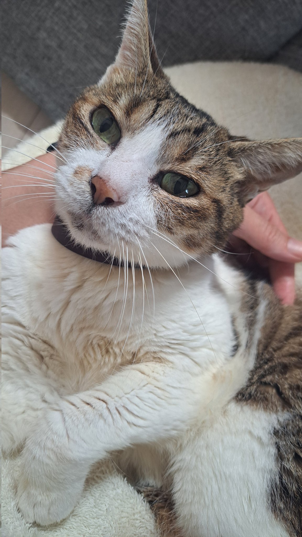 ねこねこページ(o^^o) 7161C22gP7L._UF350,350_QL80_.jpg