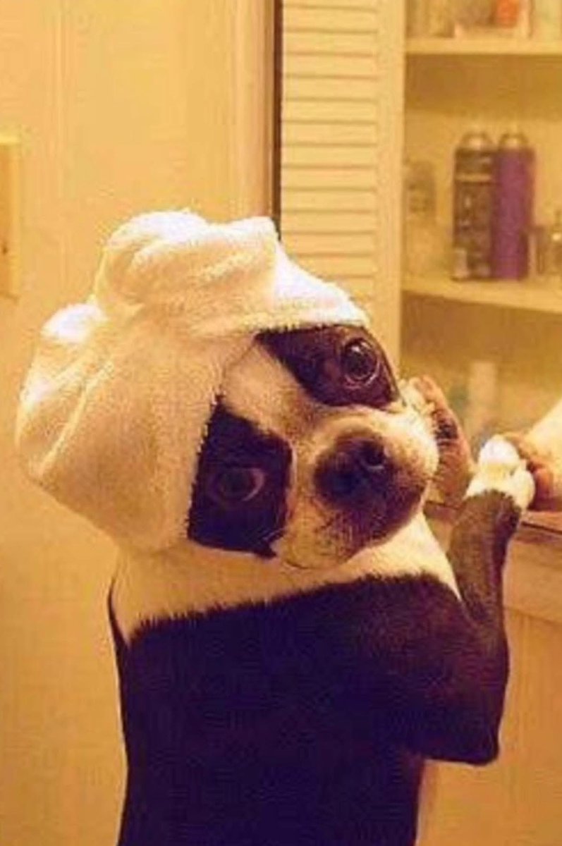 bterrierdogs's tweet image. Fresh outta the bark spa 🛁✨

#BostonTerrier #SpaDay #TooCute #PupLife #BathTime