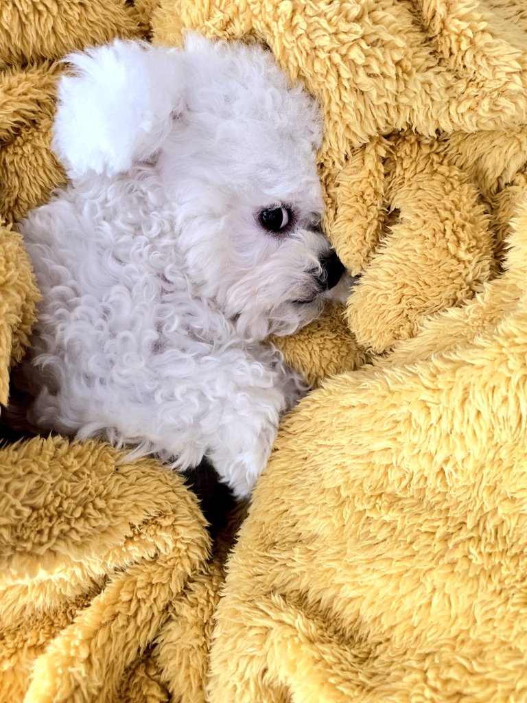 kalisGo's tweet image. 설탕이 잘 잔다 😍😍😍