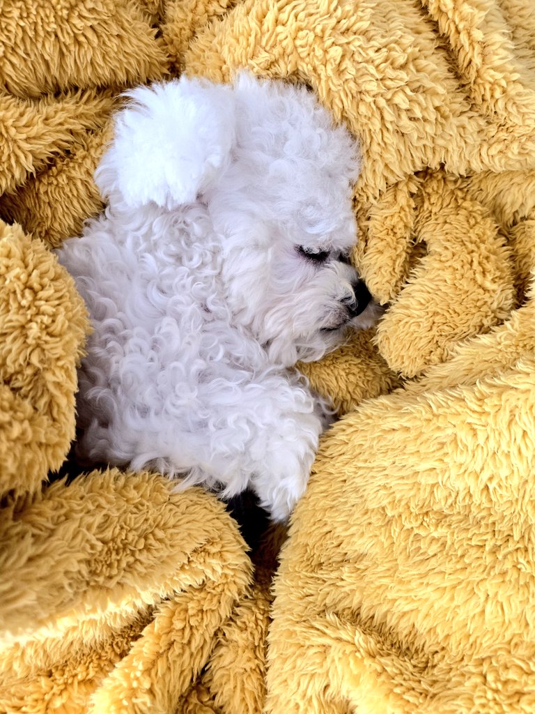 kalisGo's tweet image. 설탕이 잘 잔다 😍😍😍