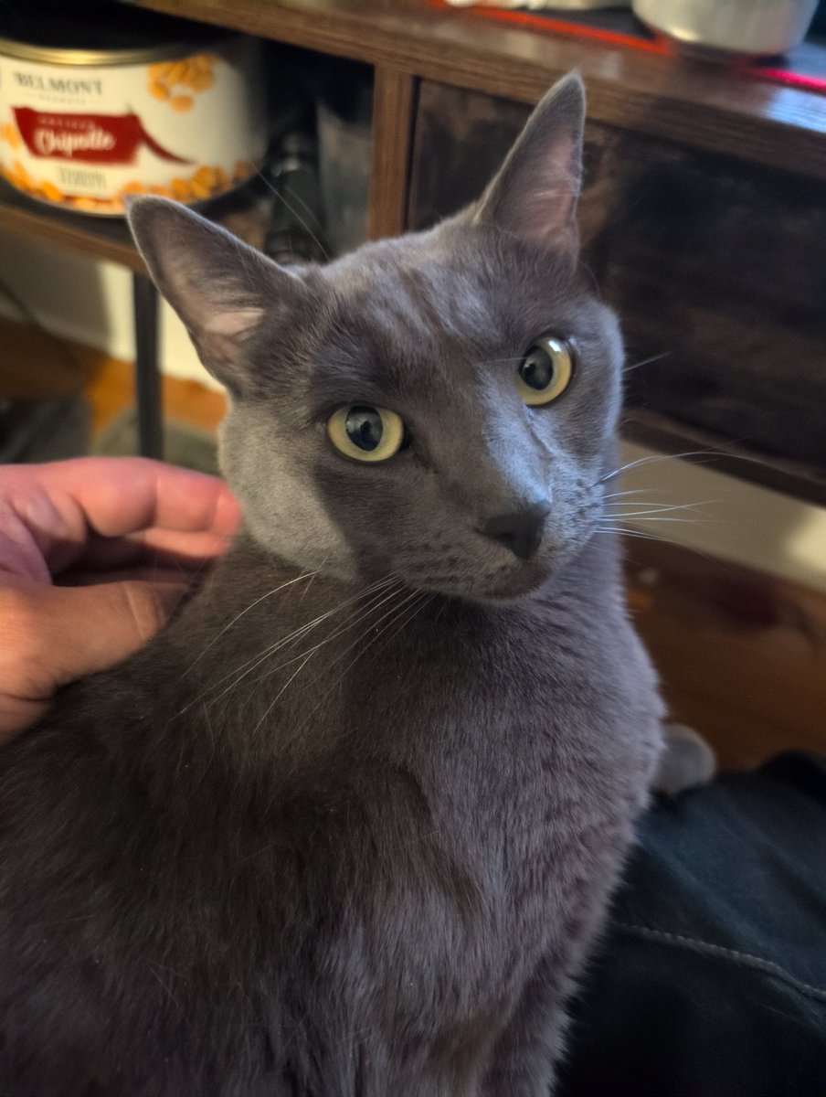 halforcforge's tweet image. Look how pretty this kitty is